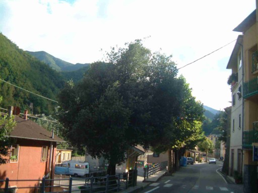  Image name: 07 leccio.jpg 
 width: 512 pixel 
 height: 384 pixel 
 Size: 47989 bytes 
 Click to enlarge 